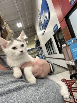 Rescue Domestic Short Hair Cats for Adoption in Peoria, Illinois - Dora | PetCurious