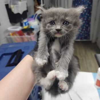 Domestic Short Hair Cats Available for Adoption in Summerville, South Carolina - Ontario | PetCurious
