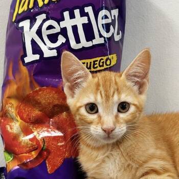 Taki -  Domestic Short Hair Cat for Adoption in Briarcliff Manor, New York - Taki | PetCurious