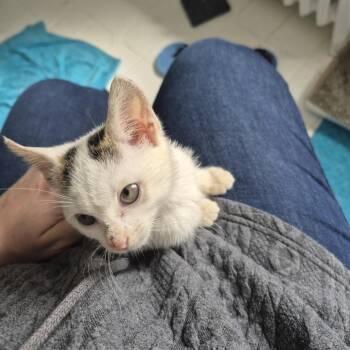 Tripsy -  Domestic Short Hair Cat for Adoption in Philadelphia, Pennsylvania - Tripsy | PetCurious