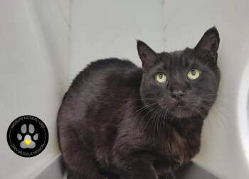 Domestic Short Hair Cats Available for Adoption in Delson, Quebec - Plasma | PetCurious