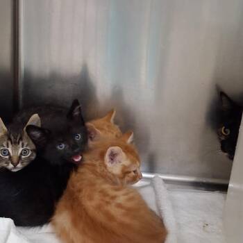 Ireland -  Domestic Short Hair Cat for Adoption in Auburn, Alabama - Ireland | PetCurious