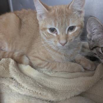Tommy -  Domestic Short Hair Cat for Adoption in Marble, North Carolina - Tommy | PetCurious