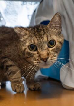 Domestic Short Hair Cats Available for Adoption in Encinitas, California - Cocoa Puff | PetCurious