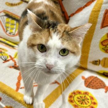Lady -  Calico Cat for Adoption in St. Louis, Missouri - Lady | PetCurious