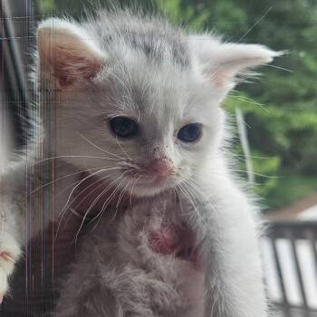 Shelly -  Domestic Short Hair Cat for Adoption in Belfair, Washington - Shelly | PetCurious