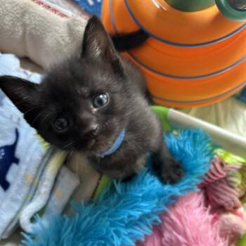 Linton -  Domestic Short Hair Cat for Adoption in Rossville, Tennessee - Linton | PetCurious