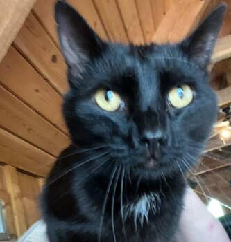 Domestic Short Hair Cats Available for Adoption in Cromwell, Kentucky - Catpurrnicus | PetCurious