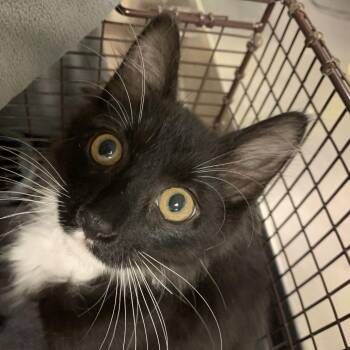 Sheva Alomar -  Domestic Short Hair Cat for Adoption in Chicago, Illinois - Sheva Alomar | PetCurious