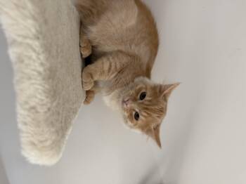 Happy -  Domestic Medium Hair Cat for Adoption in Courtenay, British Columbia - Happy | PetCurious