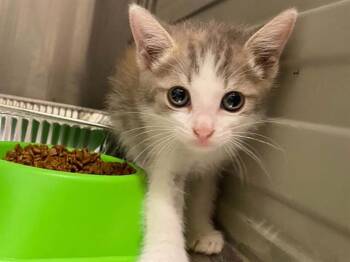 JO MARCH -  Domestic Short Hair Cat for Adoption in Tustin, California - JO MARCH | PetCurious