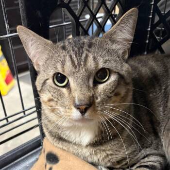 Domestic Short Hair Cats Available for Adoption in Kingman, Arizona - Niko | PetCurious
