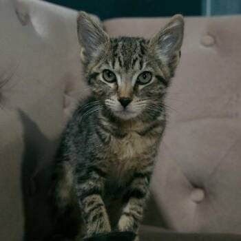 Crybaby -  Domestic Short Hair Cat for Adoption in Sarasota, Florida - Crybaby | PetCurious