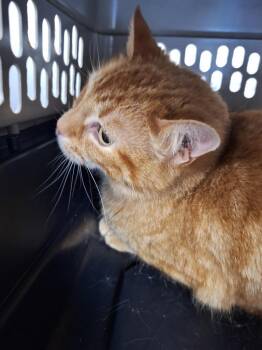 Domestic Short Hair Cats Available for Adoption in Pomona, New York - January | PetCurious