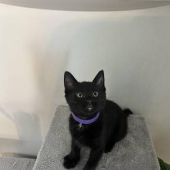 CAYENNE -  Domestic Medium Hair Cat Available for Adoption in Auburn, California - CAYENNE | PetCurious