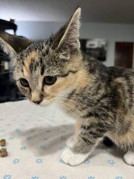 Anastasia (and Gabriel) -  Calico and Domestic Short Hair Cat for Adoption in Walnut Creek, California - Anastasia (and Gabriel) | PetCurious