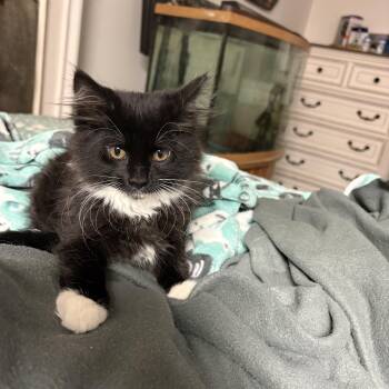 Cheyenne & Clover -  Domestic Long Hair Cat for Adoption in Hammond, Indiana - Cheyenne & Clover | PetCurious