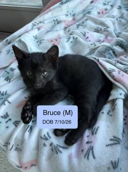 Bruce -  Domestic Short Hair Cat for Adoption in Vacaville, California - Bruce | PetCurious