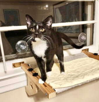 Rescue Domestic Short Hair Cats for Adoption in Camden, South Carolina - Mitochondria (Available For Pre-adoption) | PetCurious