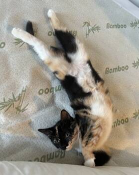 Rescue Domestic Short Hair Cats for Adoption in Montreal, Quebec - Pissenlit | PetCurious