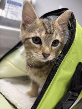 If-2 -  Domestic Short Hair Cat for Adoption in Lawrenceville, Georgia - If-2 | PetCurious