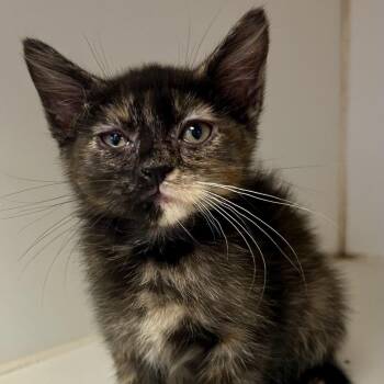 Nyx (Precious K2) -  Domestic Short Hair Cat for Adoption in Saint Joseph, Missouri - Nyx (Precious K2) | PetCurious