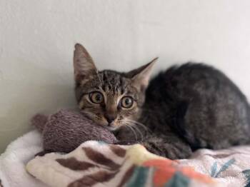 Willow -  Domestic Short Hair Cat for Adoption - Willow | PetCurious