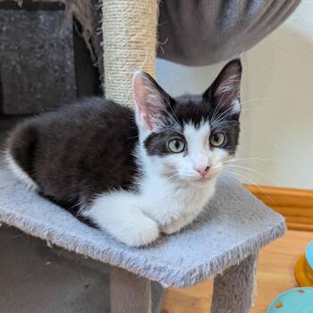 Pepe -  Domestic Medium Hair Cat for Adoption in West Des Moines, Iowa - Pepe | PetCurious