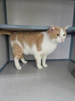 Cass -  Domestic Short Hair Cat for Adoption in Mccook, Nebraska - Cass | PetCurious