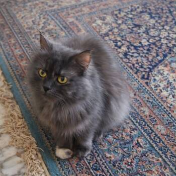 Persian Cats Available for Adoption in Mississauga, Ontario - Heidi | PetCurious