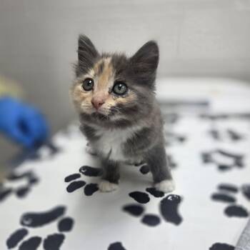 Fuzzy -  Domestic Long Hair Cat for Adoption in Incline Village, Nevada - Fuzzy | PetCurious