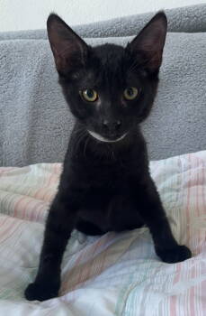 Rescue Domestic Short Hair Cats for Adoption in Palo Alto, California - Pasta: Tortellini | PetCurious