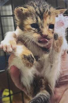 Starfruit -  Domestic Short Hair Cat for Adoption in Fort Madison, Iowa - Starfruit | PetCurious