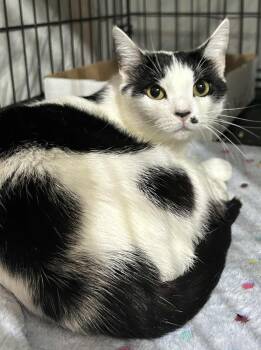 Rescue Domestic Short Hair Cats for Adoption in Westfield, Massachusetts - Douty | PetCurious