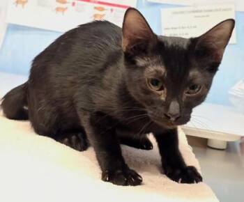 Beetle -  Domestic Short Hair Cat for Adoption in Roseville, California - Beetle | PetCurious