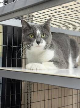 Rescue Domestic Short Hair Cats for Adoption in Hutchinson, Kansas - Luke | PetCurious
