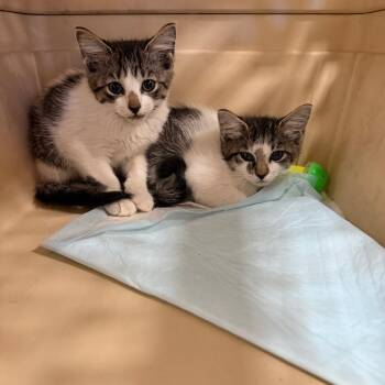 Tikki -  Domestic Short Hair Cat for Adoption in West Palm Beach, Florida - Tikki | PetCurious