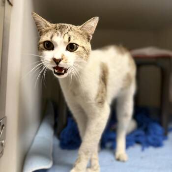 Stripes -  Domestic Short Hair Cat for Adoption in Jacksboro, Tennessee - Stripes | PetCurious