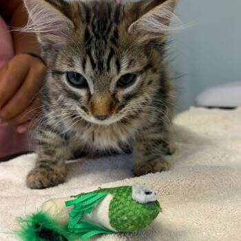 Miguel -  Domestic Medium Hair Cat for Adoption in Cumming, Georgia - Miguel | PetCurious