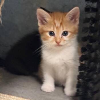 Tammy -  Domestic Short Hair Cat Available for Adoption in Port Aransas, Texas - Tammy | PetCurious