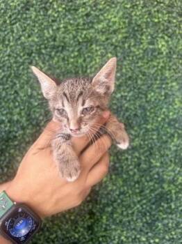 61484682 -  Domestic Short Hair Cat for Adoption in El Paso, Texas - 61484682 | PetCurious
