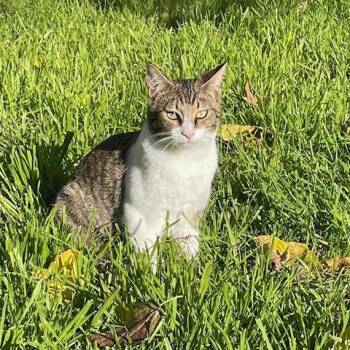 Domestic Short Hair Cats Available for Adoption in Long Beach, Mississippi - Baby Boy | PetCurious