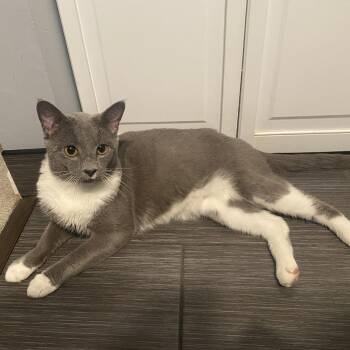 Carl -  Domestic Short Hair Cat for Adoption in Evanston, Illinois - Carl | PetCurious