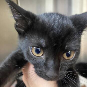 Hattie - No Band (Gate-14) -  Domestic Short Hair Cat for Adoption in Blairsville, Georgia - Hattie - No Band (Gate-14) | PetCurious