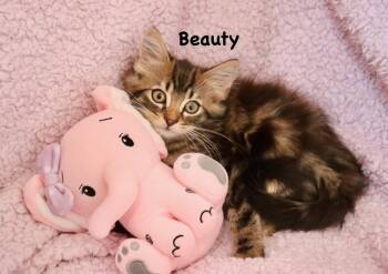Beauty -  Domestic Long Hair and Maine Coon Cat for Adoption in St. Augustine, Florida - Beauty | PetCurious