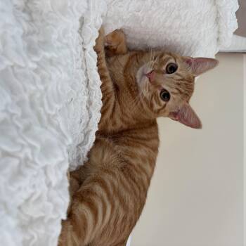 Willie -  Domestic Short Hair Cat for Adoption in Burnaby, British Columbia - Willie | PetCurious