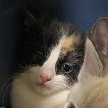 Birdo -  Domestic Short Hair Cat for Adoption in Reno, Nevada - Birdo | PetCurious