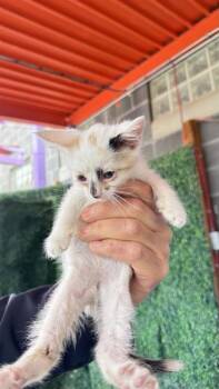 61126649 -  Domestic Short Hair Cat for Adoption in El Paso, Texas - 61126649 | PetCurious