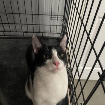 Chomper -  Domestic Short Hair Cat for Adoption in Fairmont, West Virginia - Chomper | PetCurious
