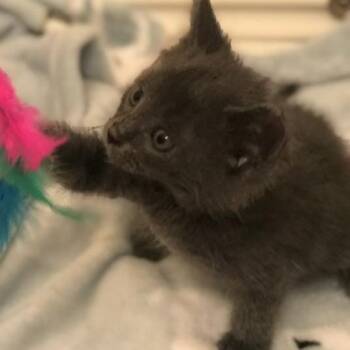 Omaira 12 -  Domestic Long Hair Cat for Adoption in Austin, Texas - Omaira 12 | PetCurious